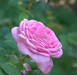 玫瑰果,花卉,粉色