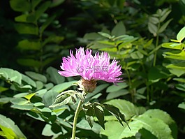 矢車菊,粉色,花卉