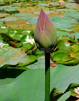 蓮花,芽,粉紅色