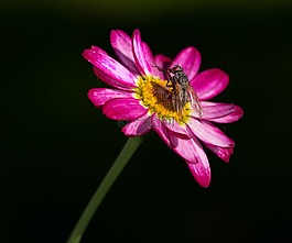煙道,花卉,粉紅色