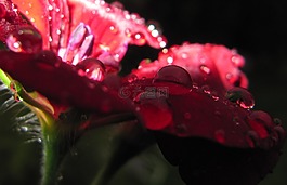 滴,花,開花