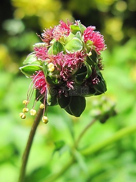pimpinella,花,開花