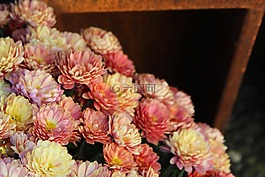 阿斯特,花,开花