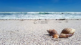 外殼,海,海灘