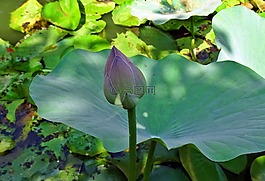 蓮花,芽,粉紅色