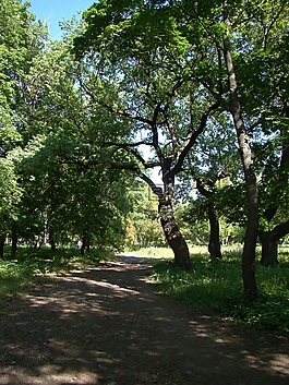 公園,樹木,曲目