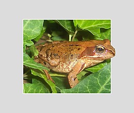 青蛙,動物,兩棲類動物