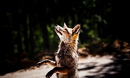 ?？怂?動物,野生動物
