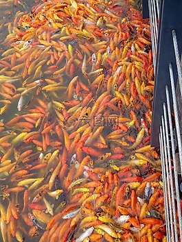 魚,錦鯉,池