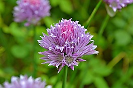 韭菜,鮮花,香蔥花