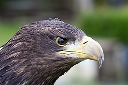 捕食鳥,捕食者,野生動(dòng)物