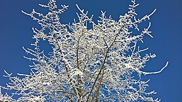 冬天,雪,太陽(yáng)