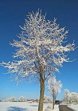 冬天,雪,太阳