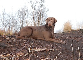 狗,狩獵,獵犬