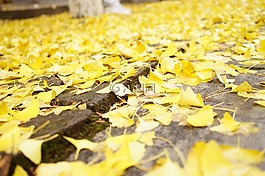簡約,花草,銀杏