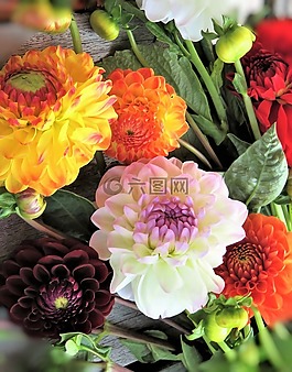 鮮花,大麗花,花束