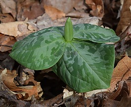 延的花蕾,野花,芽