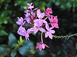 澳大利亞,野生,蘭花