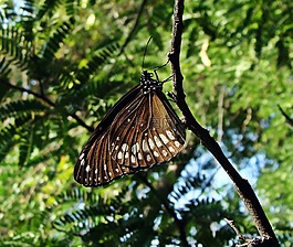 常見的烏鴉,euploea 核心,印度