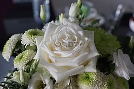 玫瑰,白,花