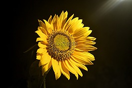 鮮花,太陽,黃色