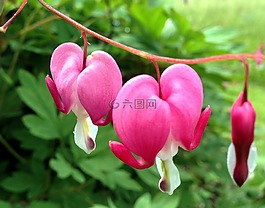 流血的心,粉紅色,花