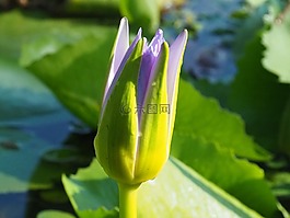 蓮花,葉,性質(zhì)