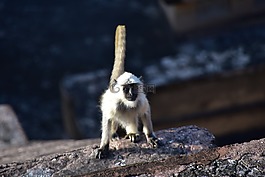 印度動(dòng)物,動(dòng)物,猴子