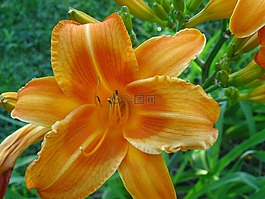 黃花菜,花,自然
