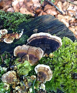 baumschwamm,蘑菇,森林