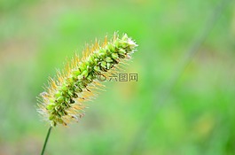 萨勒曼,性质,运动