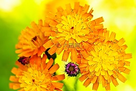 花,草原花,野花