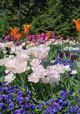 鮮花,花園,春