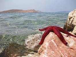 海星,海,海滩