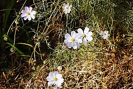 鮮花,白色,白花