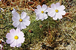 鮮花,白色,白花