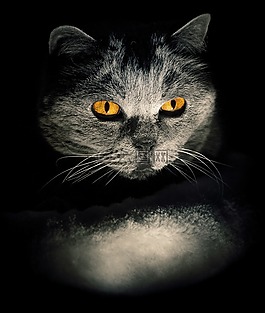 猫,催眠,黑暗