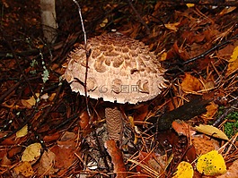 蘑菇,秋季,森林