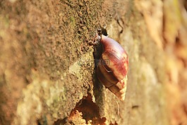 非洲大蝸牛,動物,小島