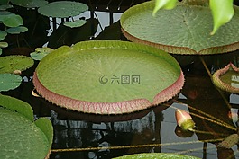 睡蓮,湖玫瑰,水生植物