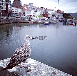 海鷗,鷗,鳥