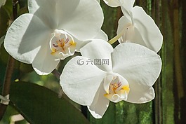 花,蘭花,白花