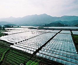 大棚,農(nóng)業(yè),大面積