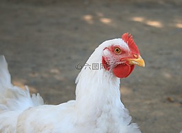 雞,母雞,頭
