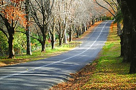 路,街,秋