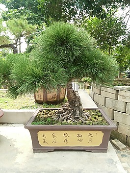 盆景,樹,松樹