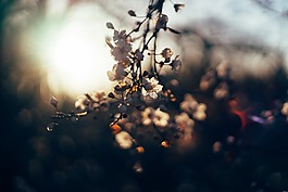 鮮花,日落,葉子