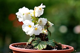 花,白,廠