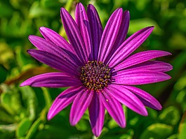 非洲雏菊,osteospermum,花