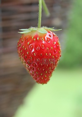 草莓,水果,紅色